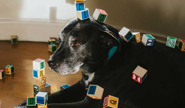 Dog with building blocks