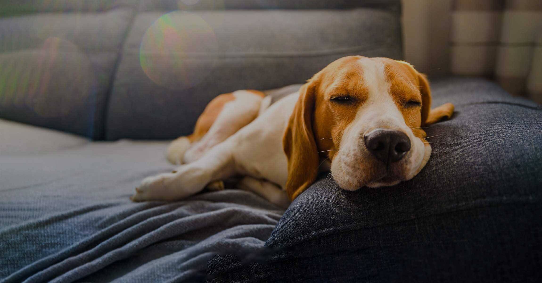 Sleeping dog on sofa